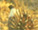 The Nature Conservancy